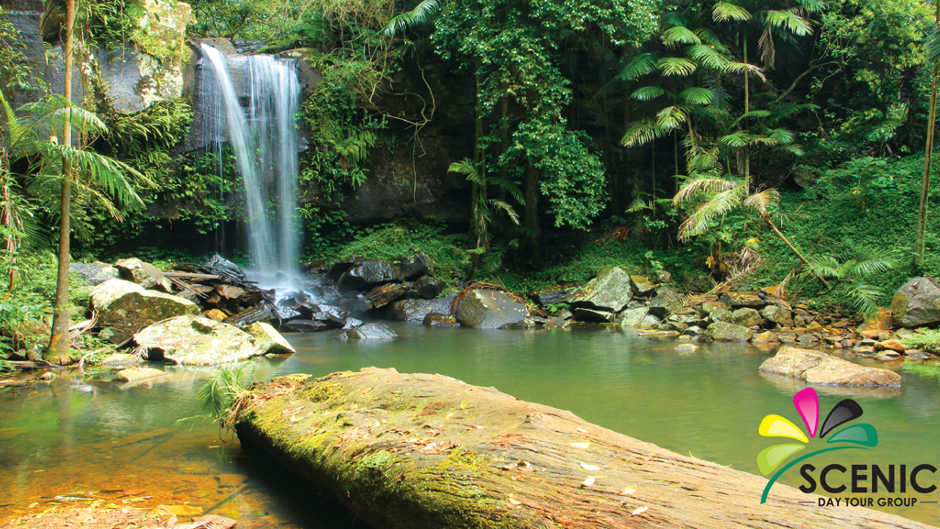 Sight-see in the forest, shop along the gallery walk, sip beautiful wine, and skywalk! This multi award winning day tour company will show you the best parts of Tambourine Mountain that you’d never find on your own…